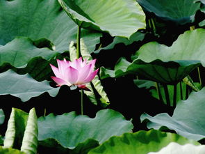 三、荷花月季：月季中的荷花仙子