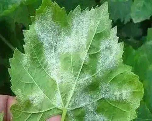 弗环唑和嘧菌脂混用，抗性风险高不高那个？