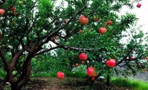 其他花草，点缀生活