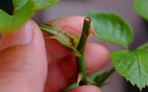 一、 月季花的品种与特性