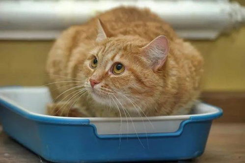 特驱饲料的成分对猫咪消化系统有特别帮助吗？