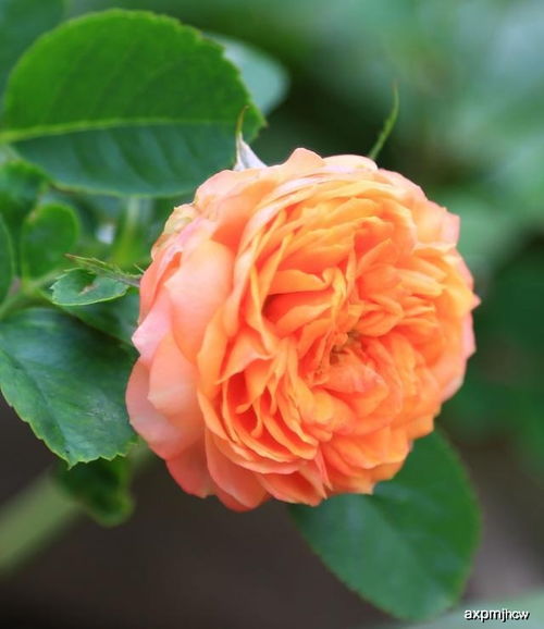 先说说我这月季花吧， 长得那叫一个壮