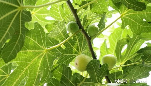无花果的最佳剪枝时间是什么时候？有哪些剪枝技巧可以助力丰收
