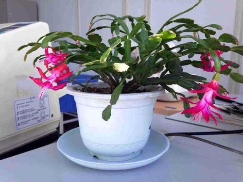丝兰不开花？养护方法出了问题