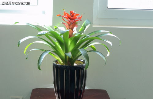 玉肥适合什么植物？用对了才能养好花