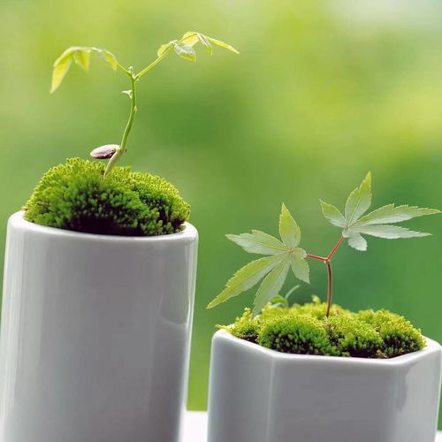 风可传播植物花粉、 种子，帮助植物授粉和繁殖