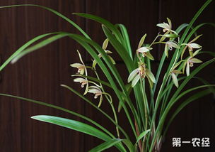 兰花种植时如何根据栽培技术与土壤要求选择合适的土壤