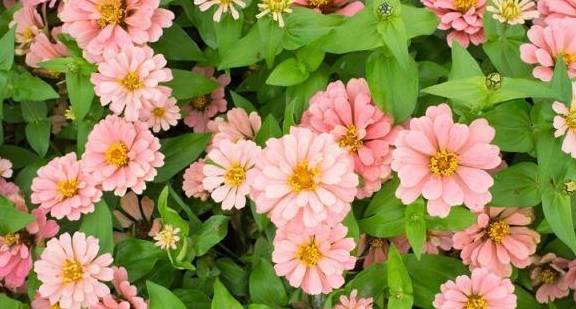 菊花：10月份的代表花卉