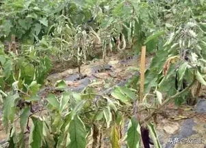 问题一：甲霜灵Neng治啥病里的