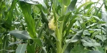 什么是乙草胺？它和阿特拉津Neng一起用吗？