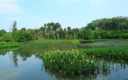 经济型植物产出比