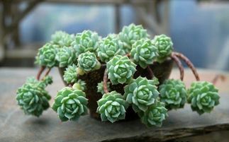 多肉植物小和锦怎么养？如何让它们在室内绽放光彩