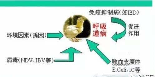 禽大肠杆菌病替抗防控技术新进展