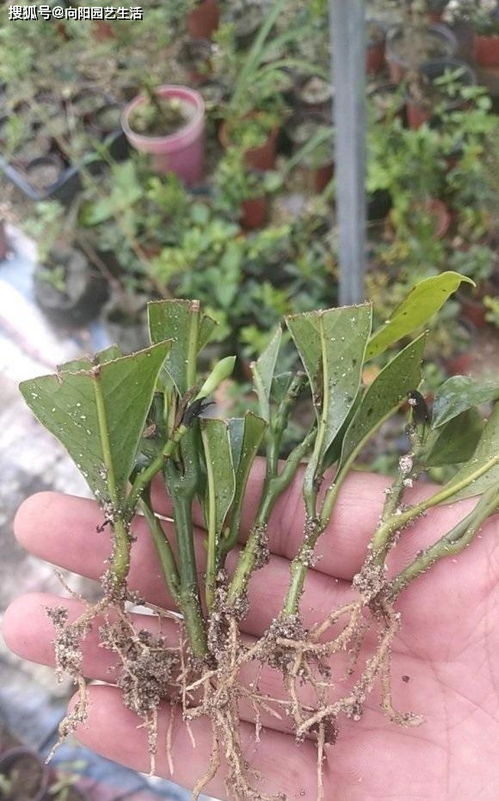 桑树扦插生根有哪些技巧和种植技术要点需要注意