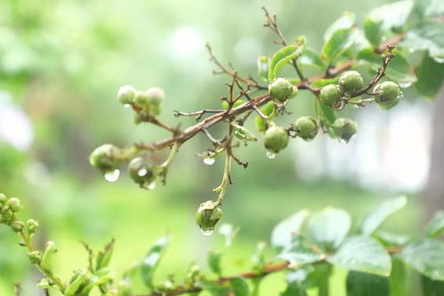 二十年育苗经验分享：秦巴山区培育茣茱萸的黄金法则