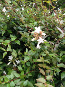 这二月里的神秘小白花