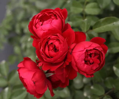 红藤本月季的庭院魅力