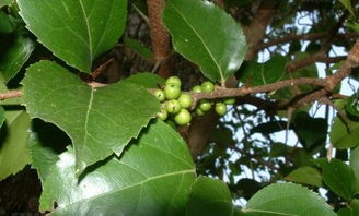 枇杷树， 果实中的刺猬