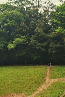 屋顶/树荫种啥？这些草种专治疑难杂症！