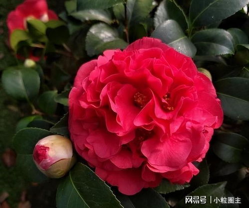 紬悠闲：月季中的“悠闲美人”