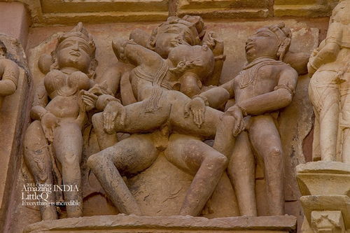 月季花朵的华丽展示