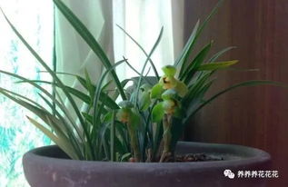 开花前后那些事儿