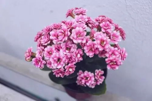 把长寿花放进去，再填点土