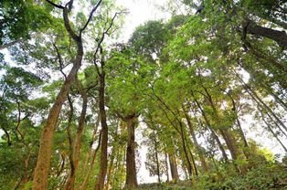 香樟树围径三米的价格揭秘