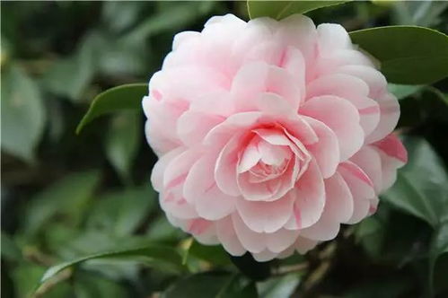 家庭种植茶花的土壤搭配