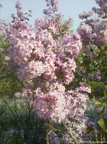 春天盛开的花有哪些？