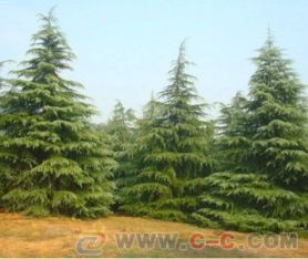 雪松价格与其观赏价值、 绿化效果