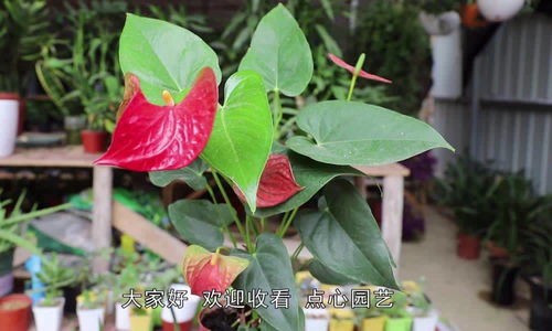 火鹤花养殖技巧，如何让花朵更艳丽