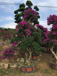 漳浦县马口裕景园艺场