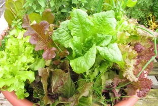 香葱、 萝卜、韭菜，半喜阴也精彩