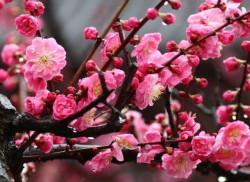 梅花的多姿开放