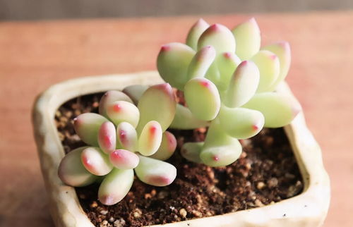 第四步：区分相似品种