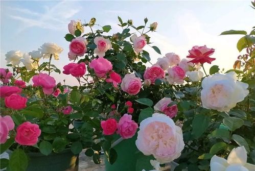 月季霉心病：了解与防治