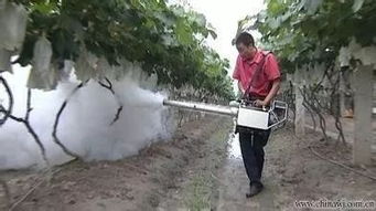 大棚里种黄瓜：喷农药的时间讲究