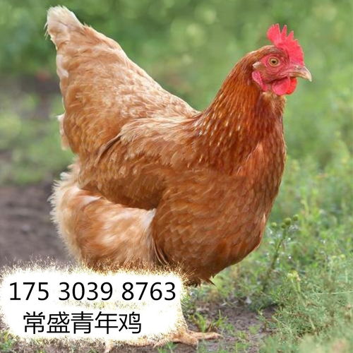 评估青年鸡体型与体重标准
