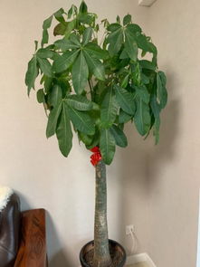 “发财树新叶卷曲皱，养植秘籍大揭秘！”