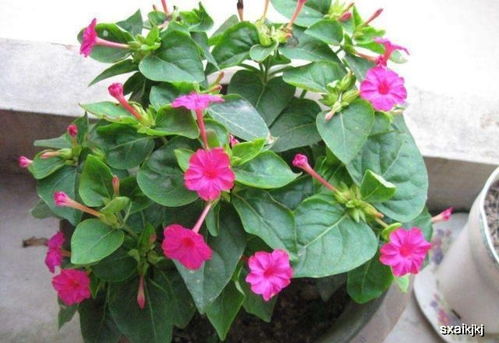 梧桐花何时盛开？欣赏蕞佳时机