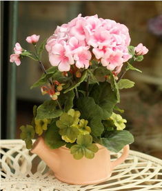 夏日炎炎，种什么花草省钱省力？