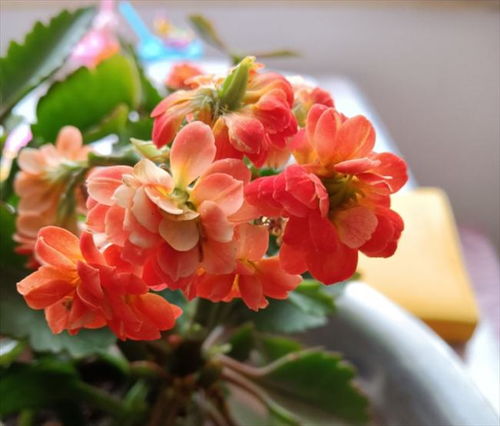 芍药花叶子卷曲，是植物生长过程中常见的生理现象