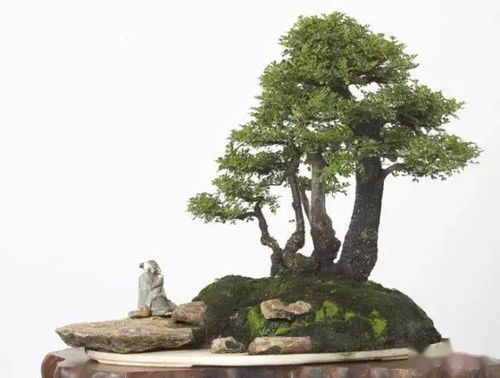 了解水旱盆景的魅力