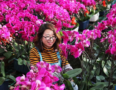 蝴蝶兰：绽放的花卉之美，引领搜索热潮