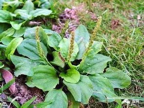 抗寒品种VS本地品种