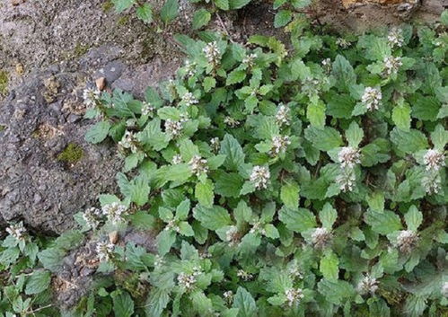 香菜的“复活术”