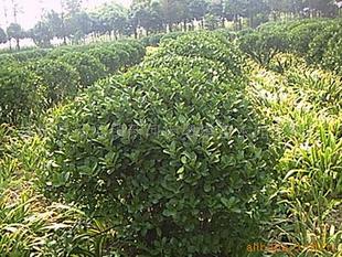 聊聊大叶黄杨球和海桐球：绿化植物的选择之谜