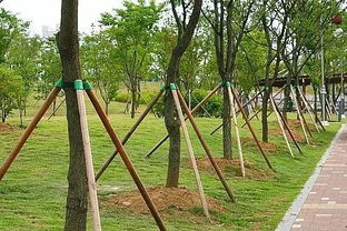 苗木移植的要求