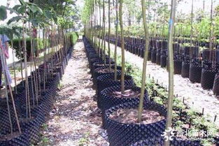 土球与裸根苗木